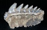 Fossil Cow Shark (Notorynchus) Tooth - South Carolina #12960-1